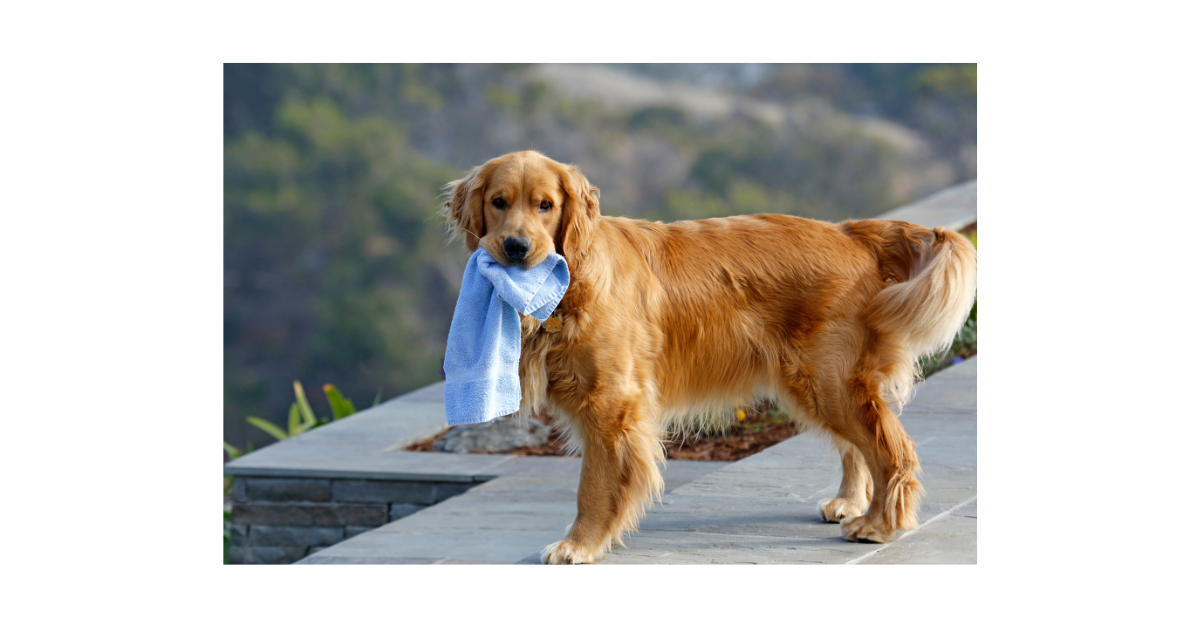Tuff Pupper Large Dog Shammy Towel Machine Washable Quick Drying Chenille Fabric Designed for Indoor and Outdoor Use Ultra Absorbent Durable 35 x 15 Size for Dogs of All Breeds 